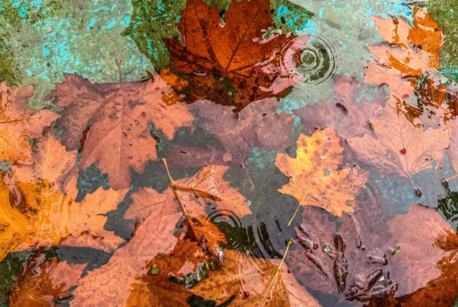otoño