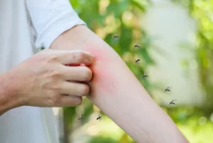 mosquitos